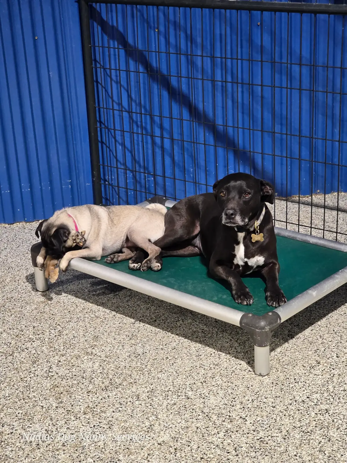 Two dogs napping together on a raised cot in the shaded outdoor area