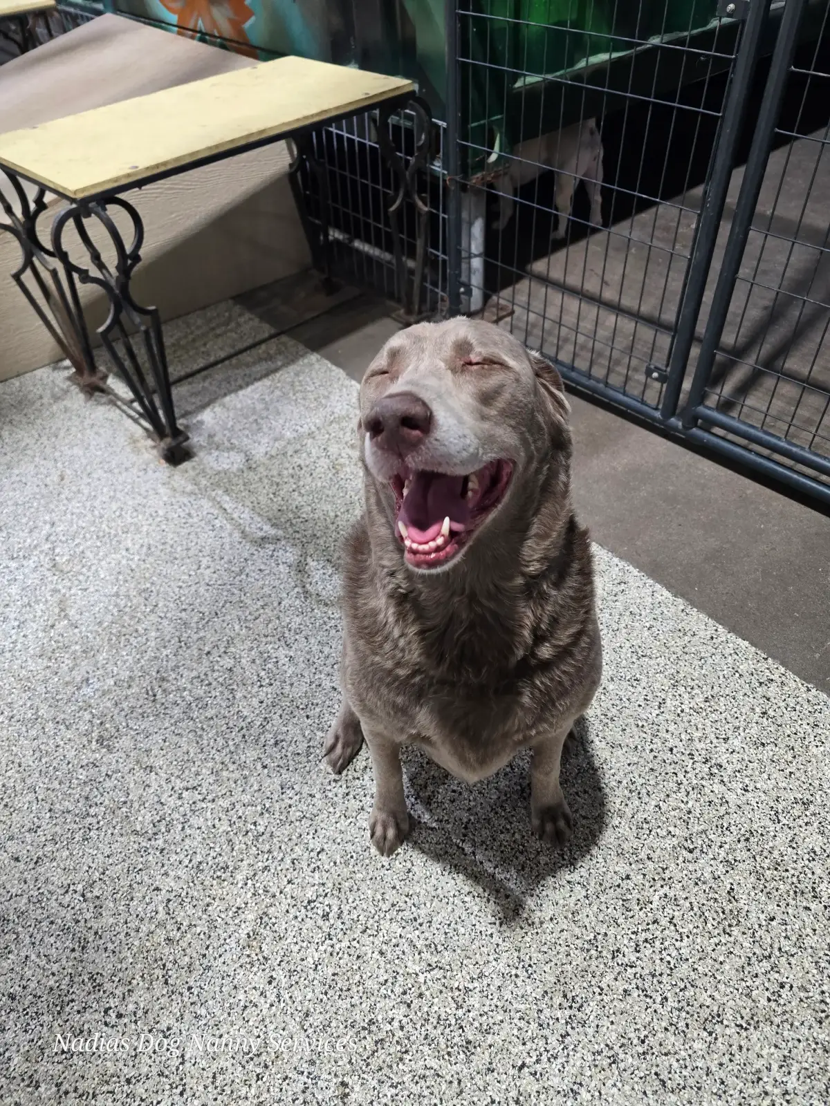A happy brown dog sitting and smiling inside the indoor kennel area at Nadia's Dog Nanny Services in Phoenix