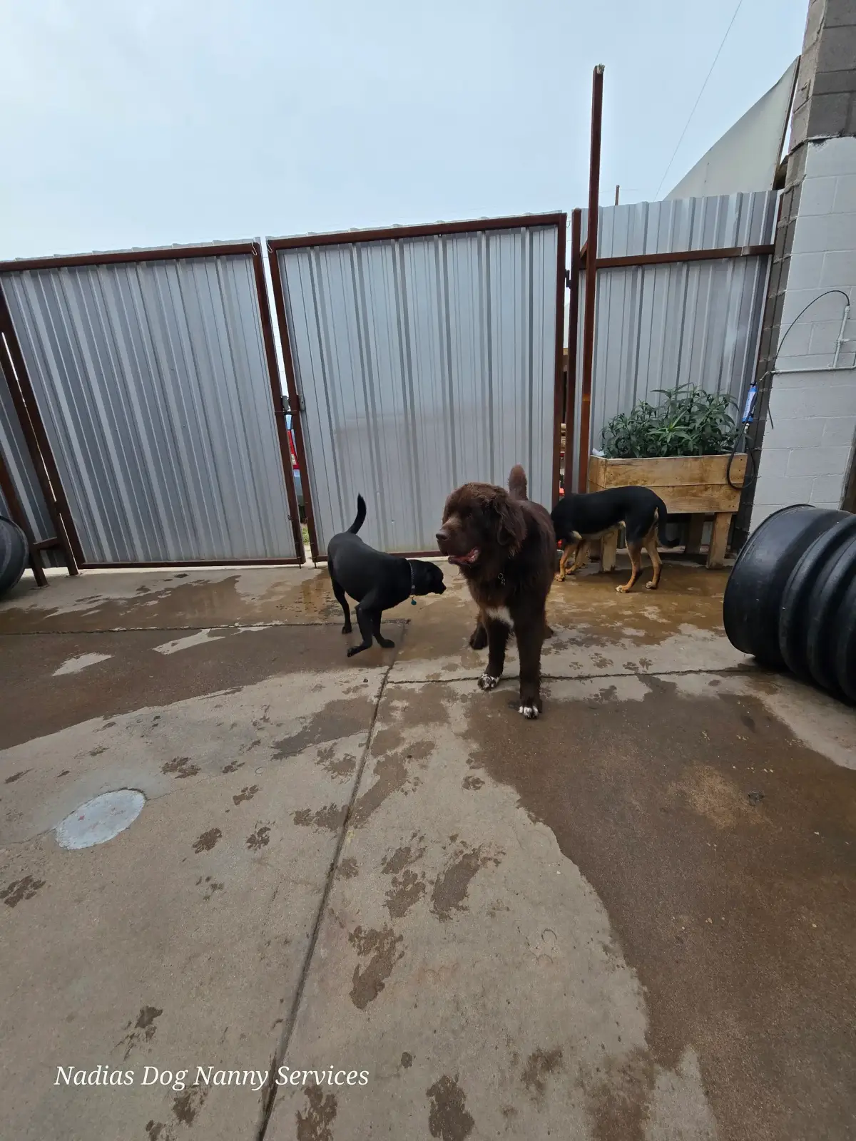 The large outdoor play yard at Nadia's Central Phoenix facility with dogs playing in the distance
